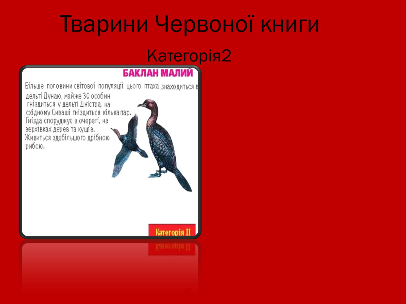 Презентація на тему «Тваринний і рослинний світ Червоної книги» - Слайд #17 Презентація на тему «Тваринний і рослинний світ Червоної книги» - Слайд #17