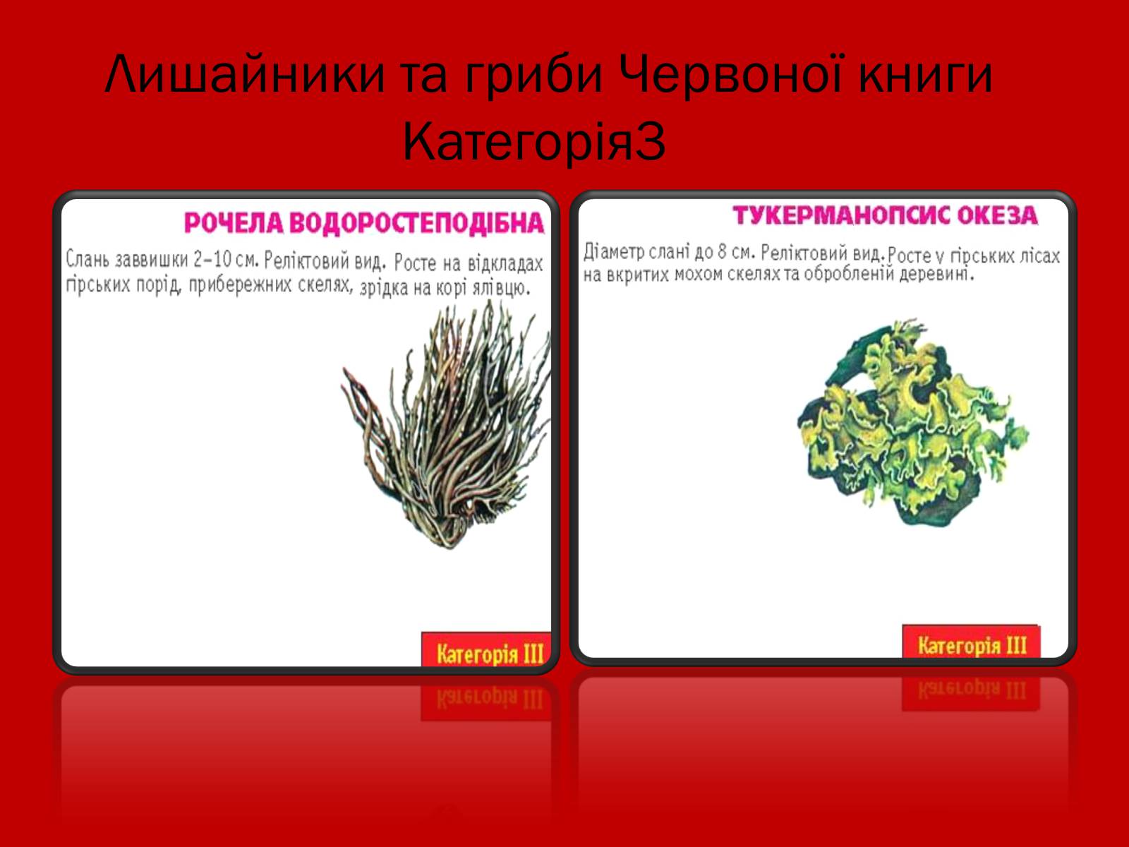 Презентація на тему «Тваринний і рослинний світ Червоної книги» - Слайд #25 Презентація на тему «Тваринний і рослинний світ Червоної книги» - Слайд #25