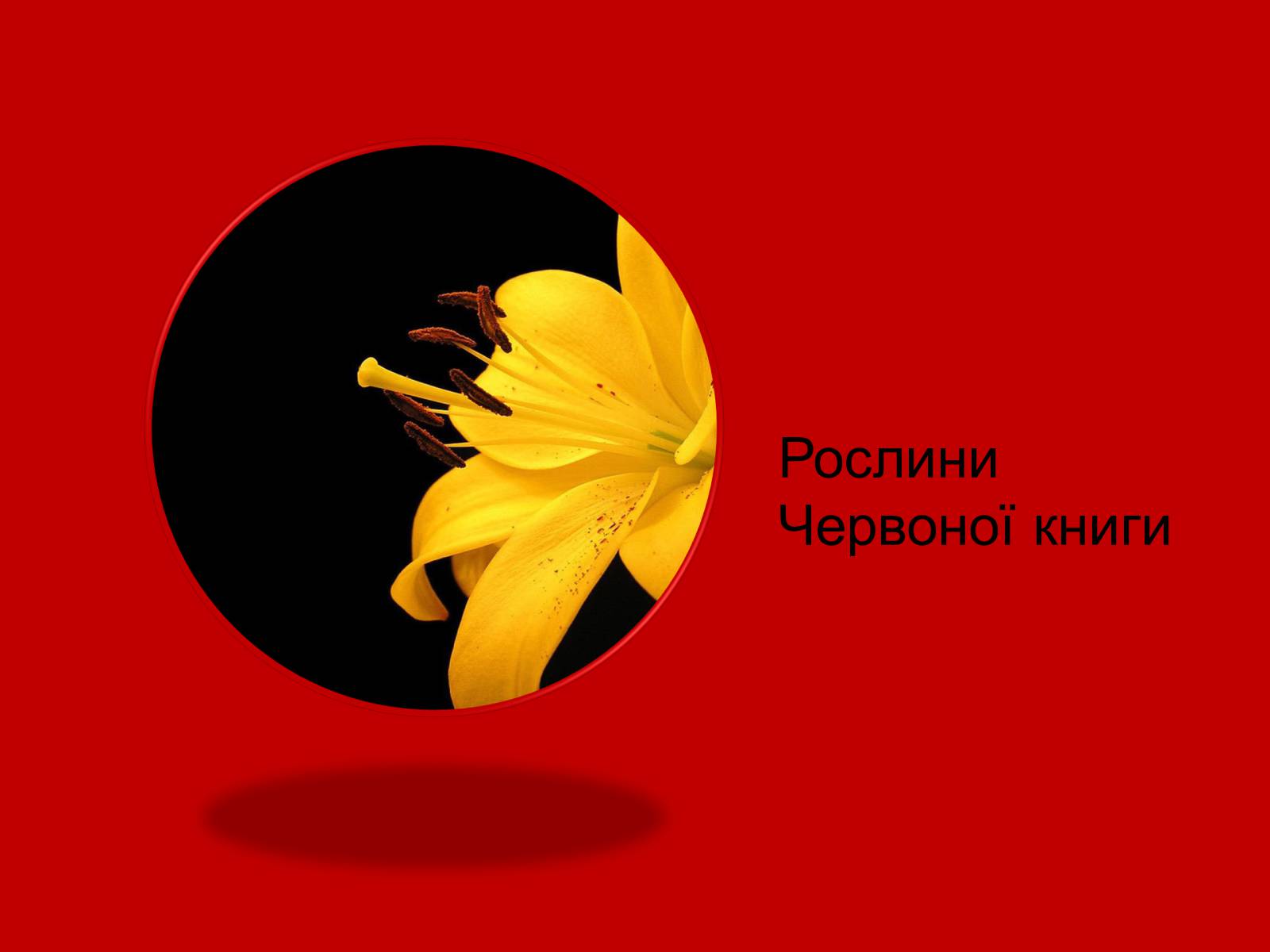 Презентація на тему «Тваринний і рослинний світ Червоної книги» - Слайд #6 Презентація на тему «Тваринний і рослинний світ Червоної книги» - Слайд #6