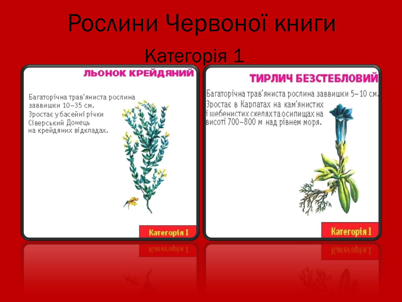 Презентація на тему «Тваринний і рослинний світ Червоної книги» - Слайд #8 Презентація на тему «Тваринний і рослинний світ Червоної книги» - Слайд #8