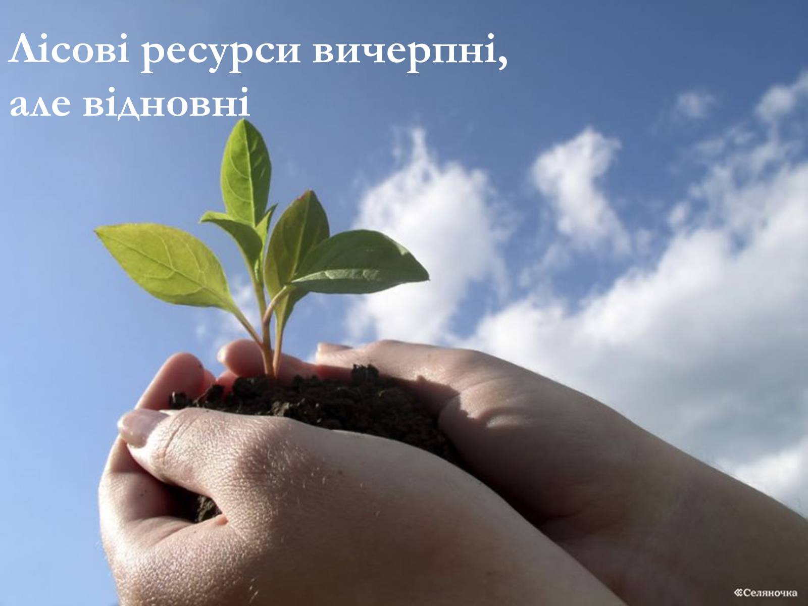 Презентація на тему «Лісові ресурси світу» - Слайд #13 Презентація на тему «Лісові ресурси світу» - Слайд #13