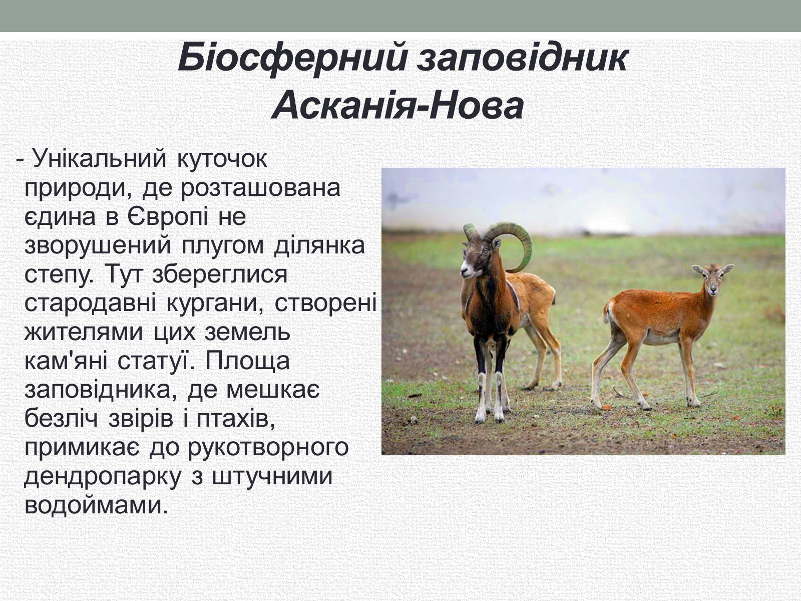 Презентація на тему «Заповідна мережа України» (варіант 5) - Слайд #10 Презентація на тему «Заповідна мережа України» (варіант 5) - Слайд #10