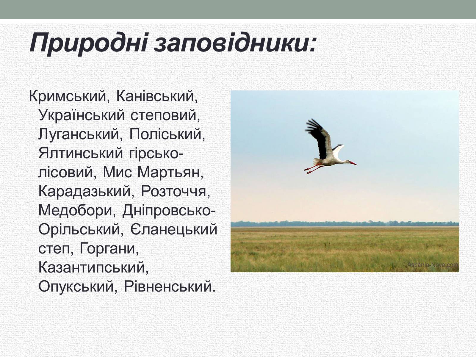 Презентація на тему «Заповідна мережа України» (варіант 5) - Слайд #7 Презентація на тему «Заповідна мережа України» (варіант 5) - Слайд #7