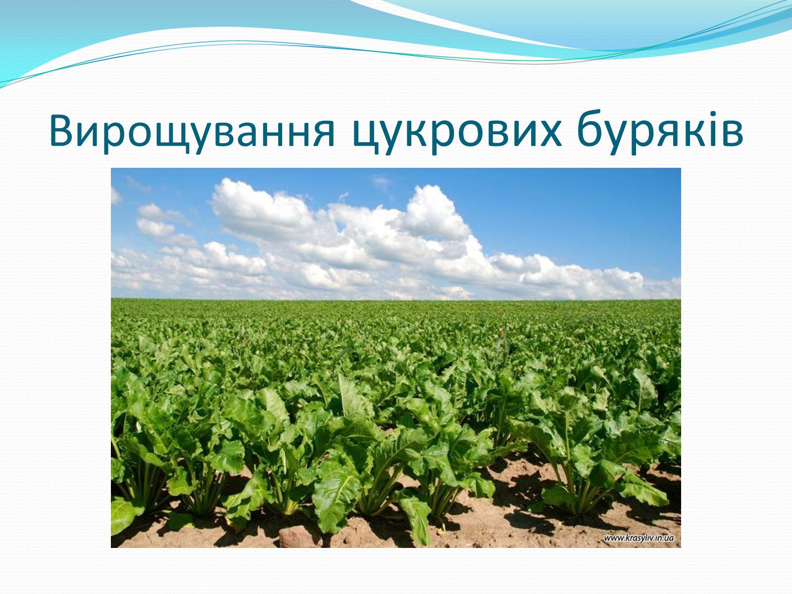 Презентація на тему «Цукрова промисловість в Україні» - Слайд #3 Презентація на тему «Цукрова промисловість в Україні» - Слайд #3