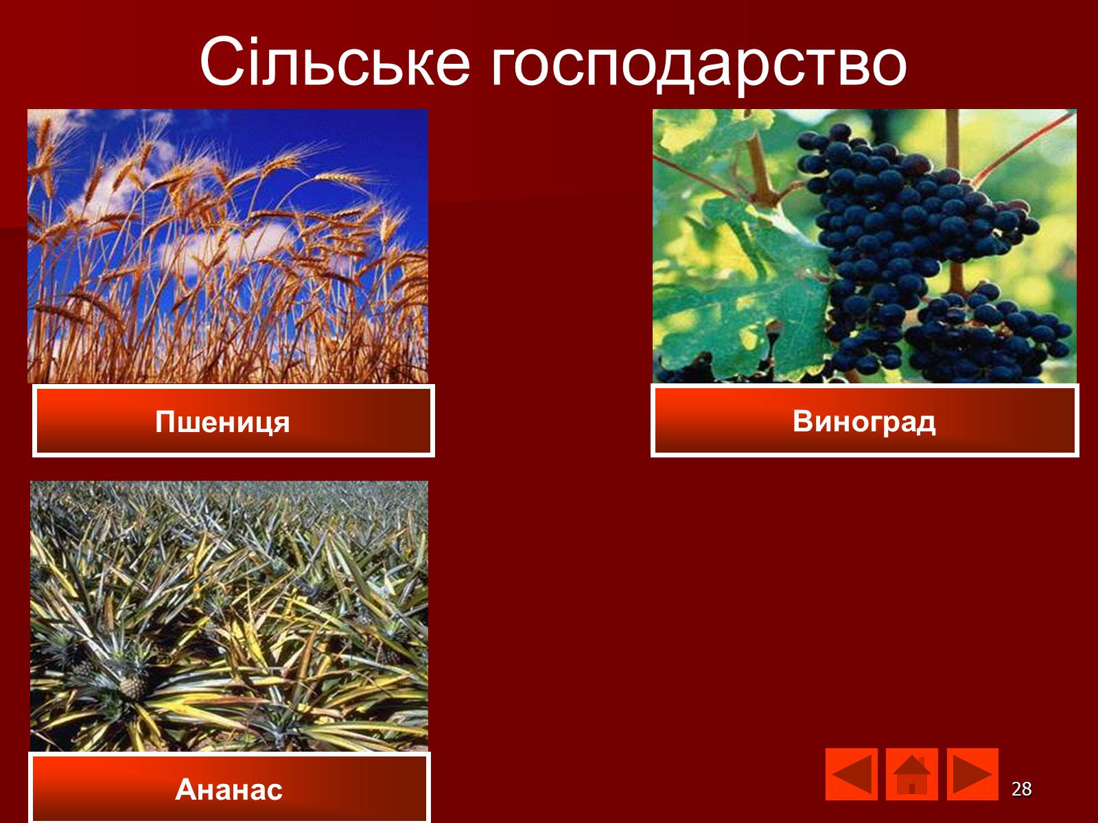 Презентація на тему «Австралія» (варіант 9) - Слайд #28 Презентація на тему «Австралія» (варіант 9) - Слайд #28