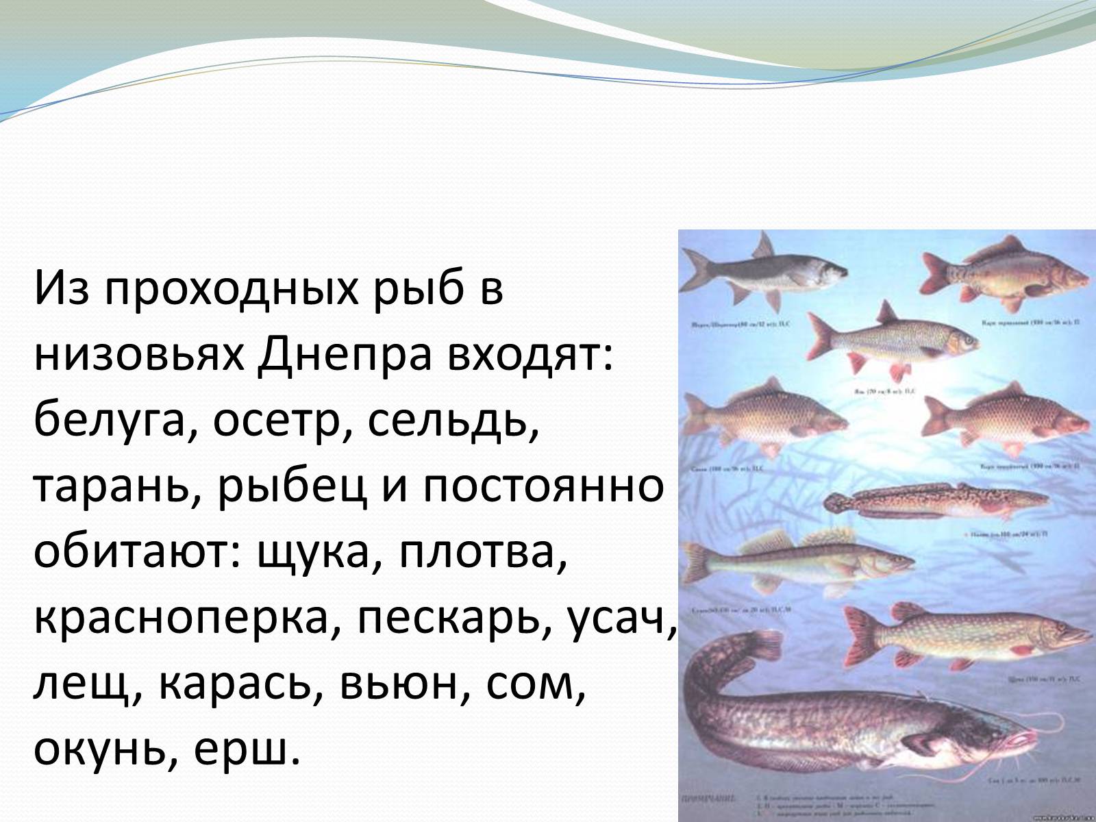 Презентація на тему «Река Днепр» - Слайд #8 Презентація на тему «Река Днепр» - Слайд #8