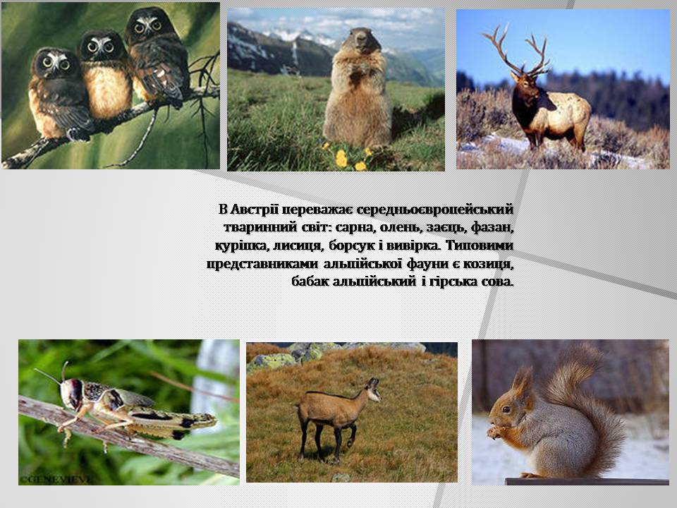 Презентація на тему «Австрія» (варіант 6) - Слайд #7 Презентація на тему «Австрія» (варіант 6) - Слайд #7