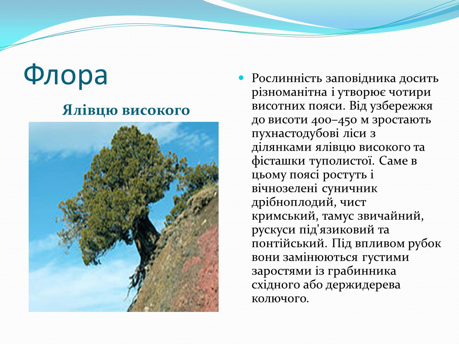 Презентація на тему «Ялтинський гірсько-лісовий природний заповідник» - Слайд #4 Презентація на тему «Ялтинський гірсько-лісовий природний заповідник» - Слайд #4