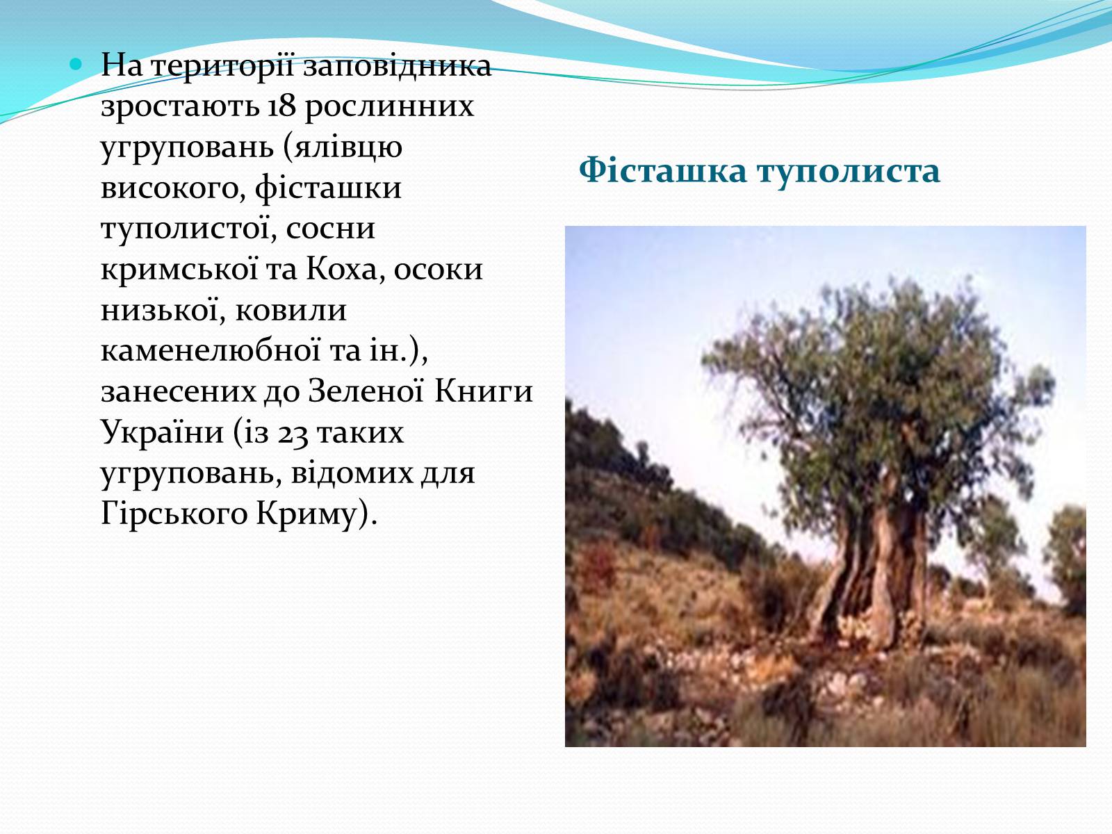 Презентація на тему «Ялтинський гірсько-лісовий природний заповідник» - Слайд #5 Презентація на тему «Ялтинський гірсько-лісовий природний заповідник» - Слайд #5