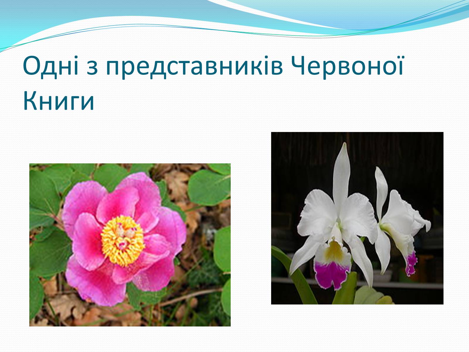 Презентація на тему «Ялтинський гірсько-лісовий природний заповідник» - Слайд #7 Презентація на тему «Ялтинський гірсько-лісовий природний заповідник» - Слайд #7