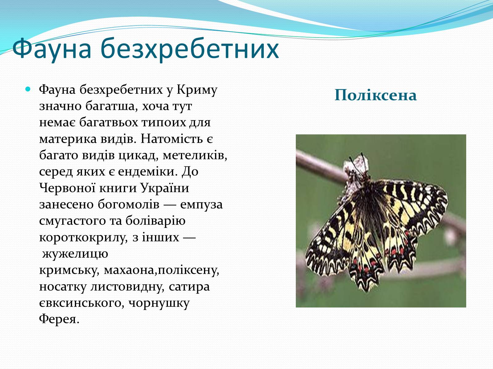 Презентація на тему «Ялтинський гірсько-лісовий природний заповідник» - Слайд #9 Презентація на тему «Ялтинський гірсько-лісовий природний заповідник» - Слайд #9