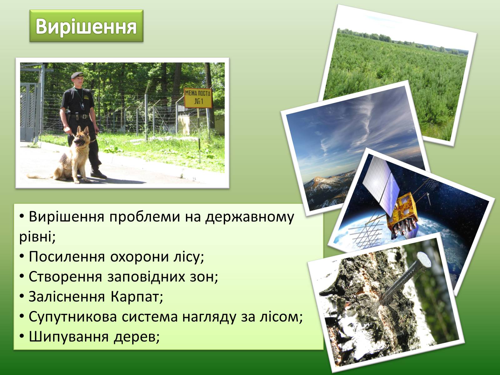 Презентація на тему «Проблеми вирубку лісу» - Слайд #12 Презентація на тему «Проблеми вирубку лісу» - Слайд #12