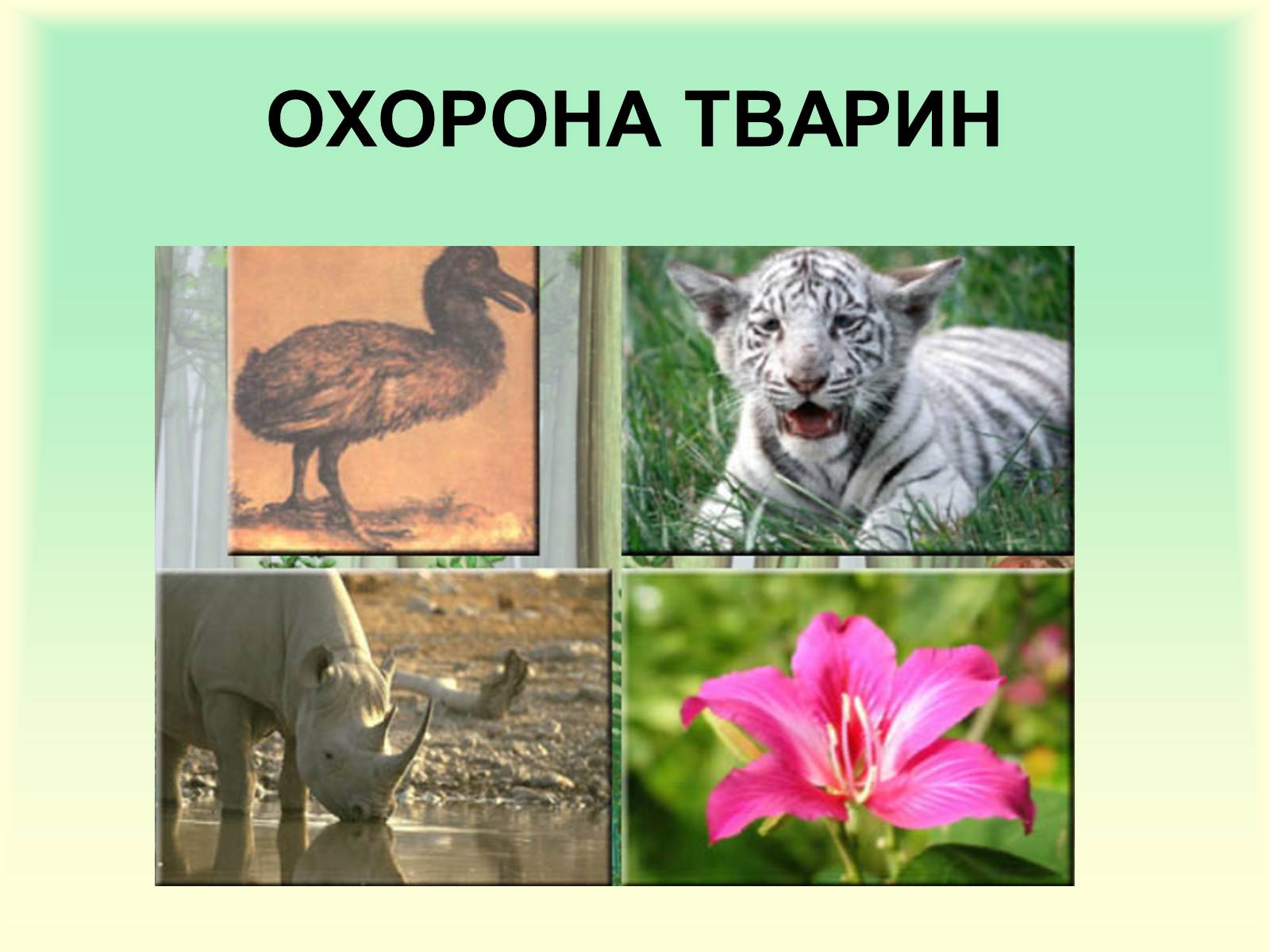 Презентація на тему «Охорона природи» - Слайд #7 Презентація на тему «Охорона природи» - Слайд #7