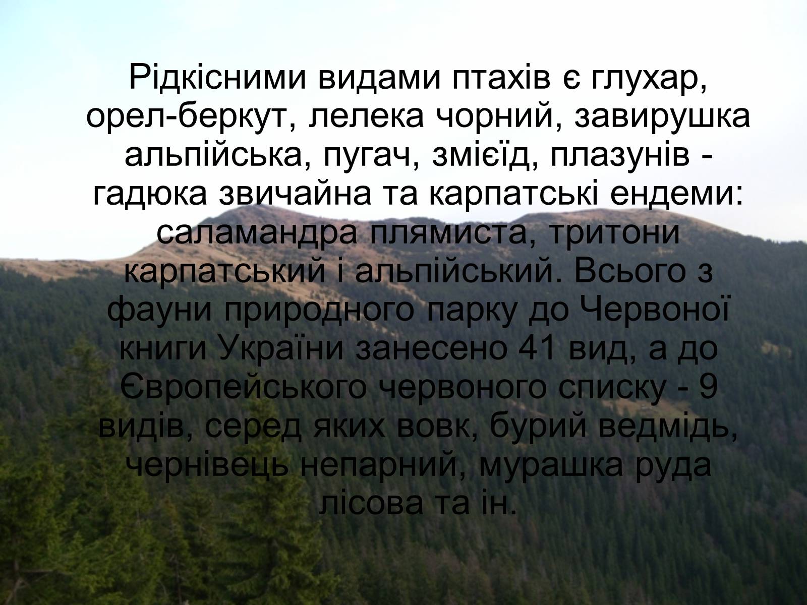 Презентація на тему «Національний природний парк “Синевир”» - Слайд #14 Презентація на тему «Національний природний парк “Синевир”» - Слайд #14