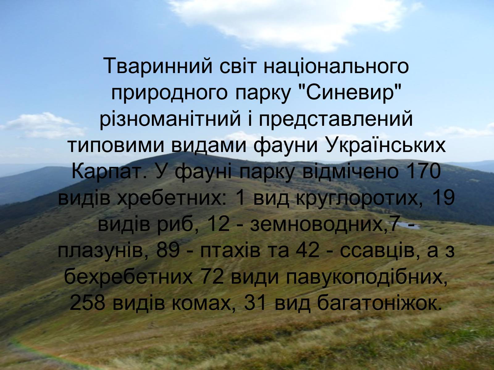 Презентація на тему «Національний природний парк “Синевир”» - Слайд #7 Презентація на тему «Національний природний парк “Синевир”» - Слайд #7