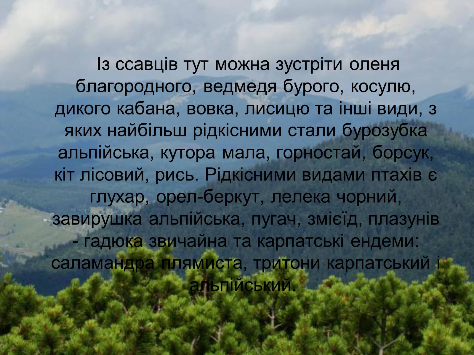 Презентація на тему «Національний природний парк “Синевир”» - Слайд #8 Презентація на тему «Національний природний парк “Синевир”» - Слайд #8