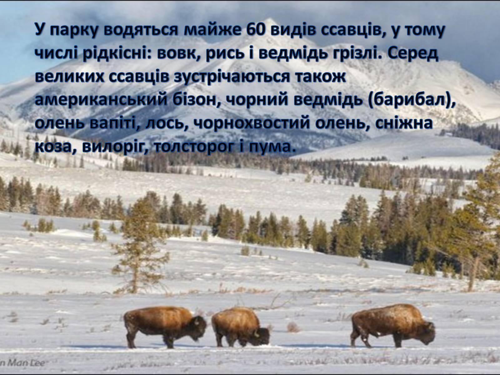 Презентація на тему «Єллоустонський національний парк» (варіант 2) - Слайд #13 Презентація на тему «Єллоустонський національний парк» (варіант 2) - Слайд #13