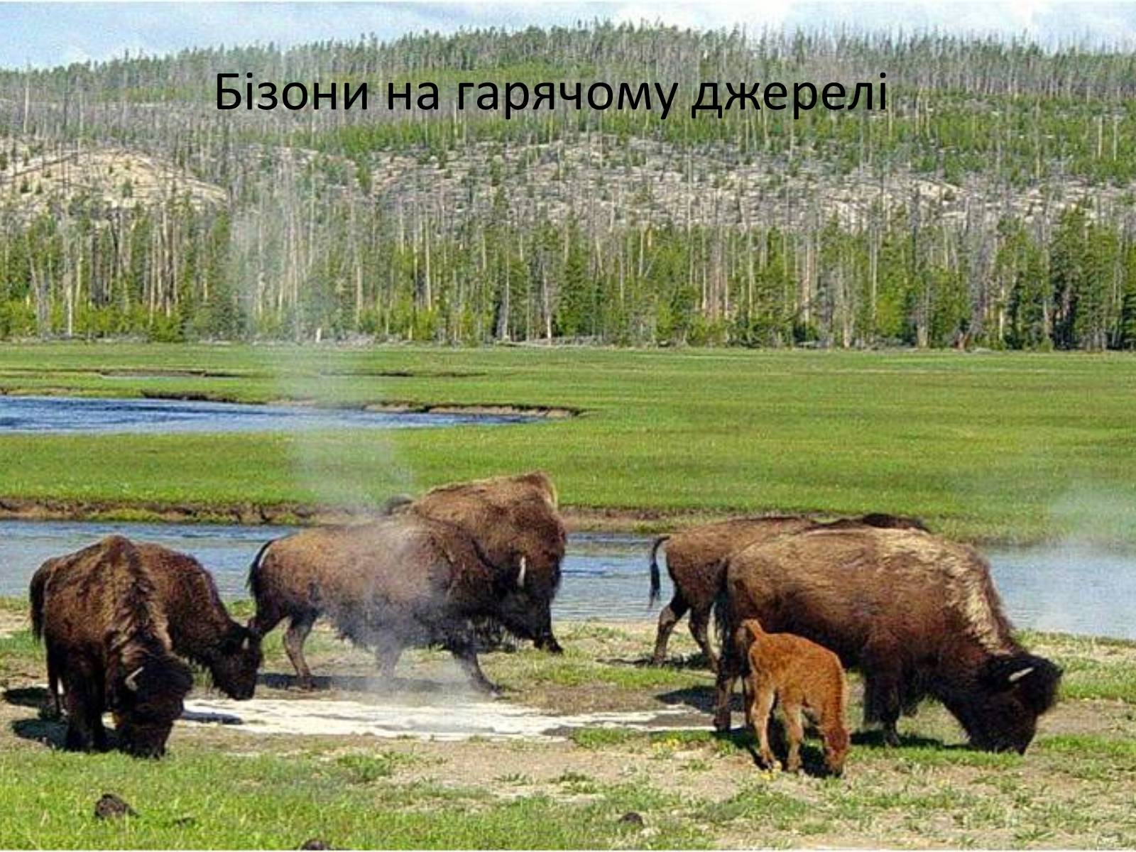 Презентація на тему «Єллоустонський національний парк» (варіант 2) - Слайд #7 Презентація на тему «Єллоустонський національний парк» (варіант 2) - Слайд #7