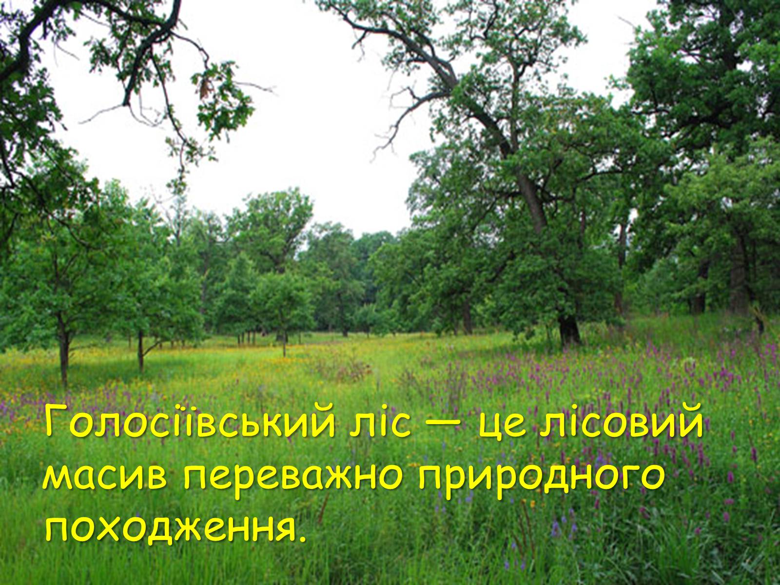 Презентація на тему «Національні парки України» - Слайд #9 Презентація на тему «Національні парки України» - Слайд #9