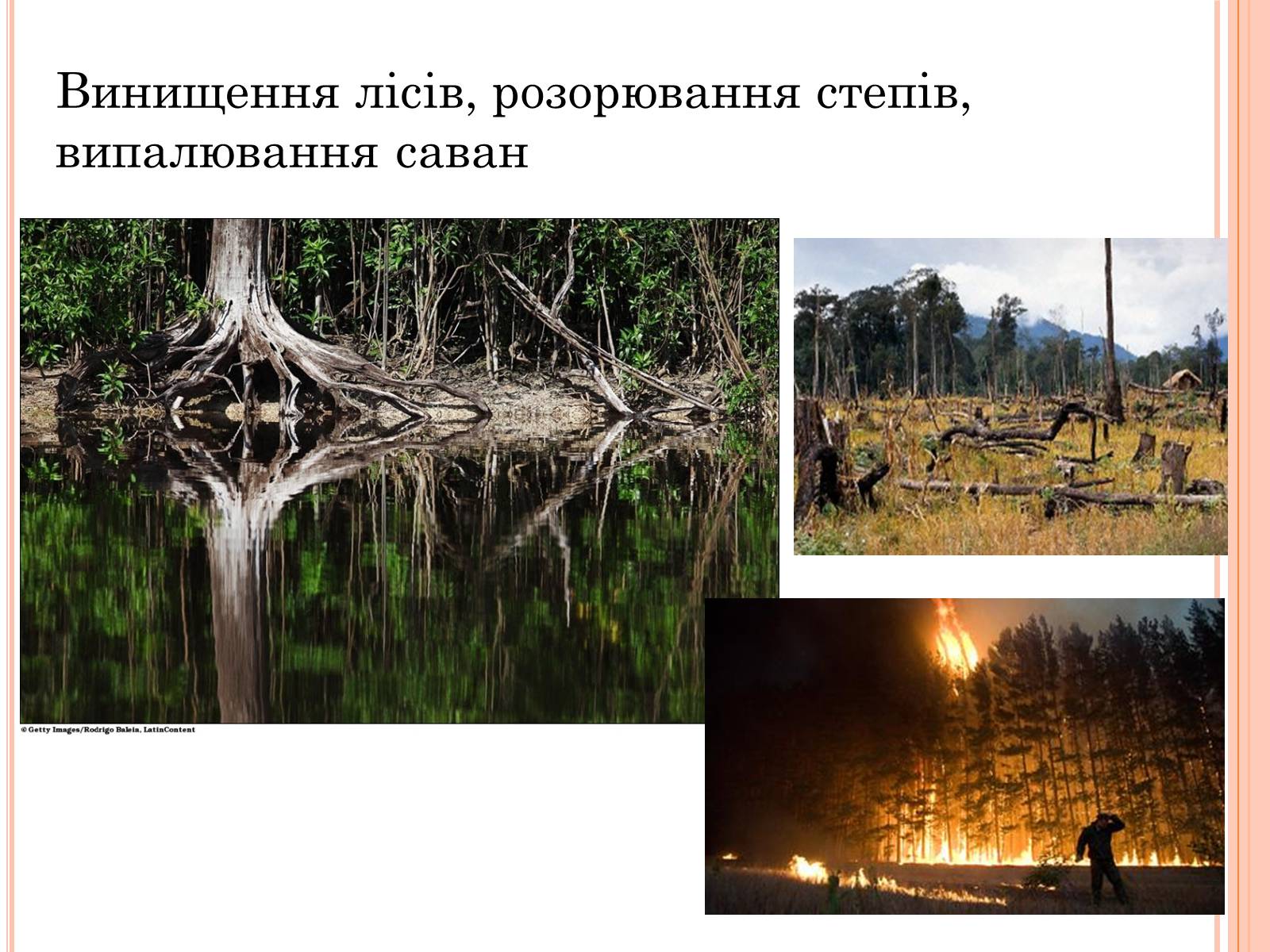 Презентація на тему «Колообіг речовин і потоки енергії» - Слайд #13 Презентація на тему «Колообіг речовин і потоки енергії» - Слайд #13