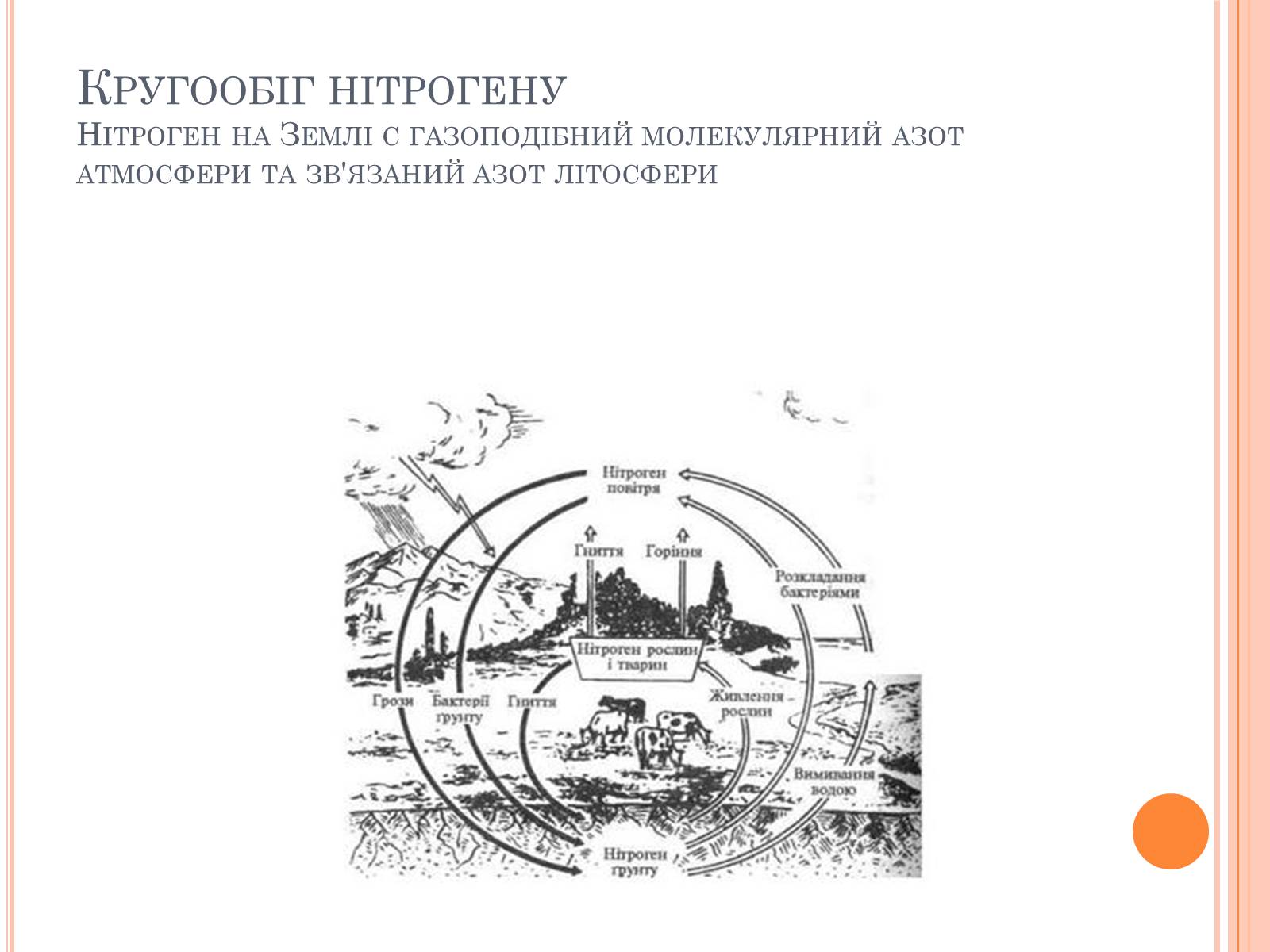 Презентація на тему «Колообіг речовин і потоки енергії» - Слайд #29 Презентація на тему «Колообіг речовин і потоки енергії» - Слайд #29