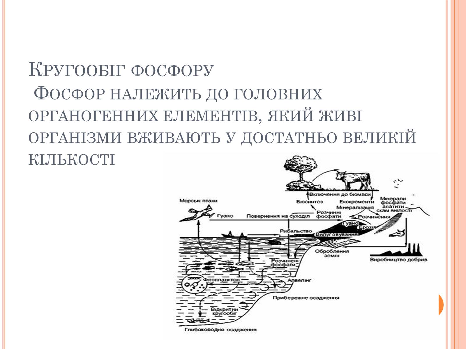Презентація на тему «Колообіг речовин і потоки енергії» - Слайд #30 Презентація на тему «Колообіг речовин і потоки енергії» - Слайд #30