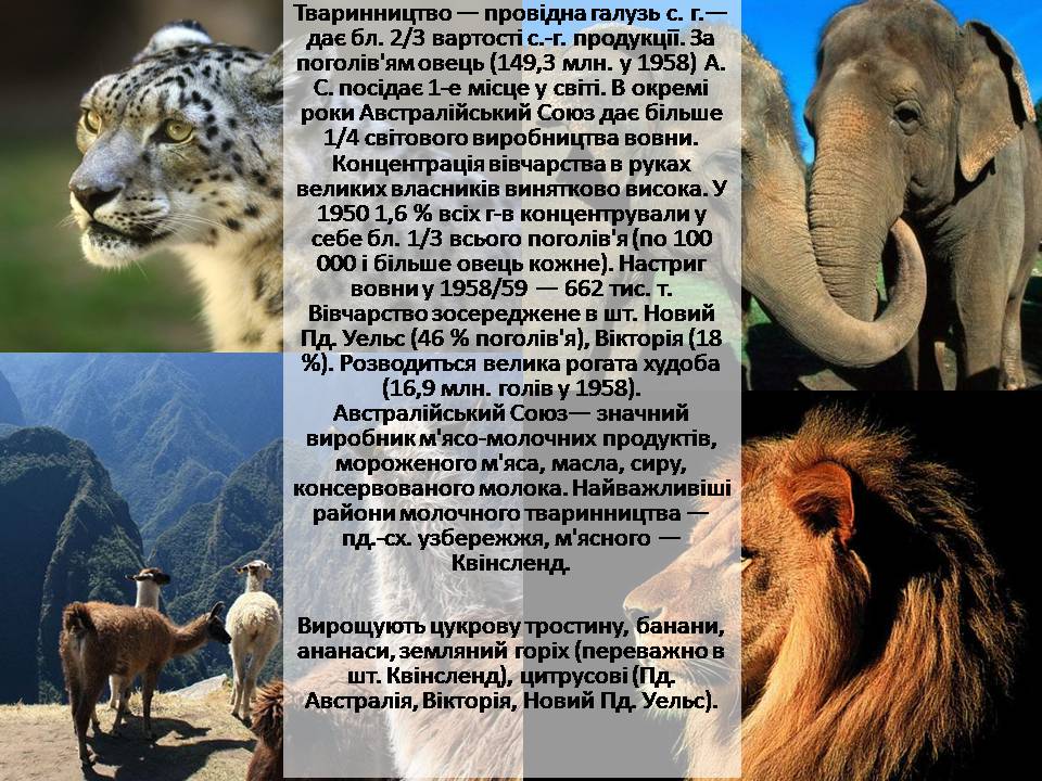Презентація на тему «Австралія» (варіант 21) - Слайд #29 Презентація на тему «Австралія» (варіант 21) - Слайд #29