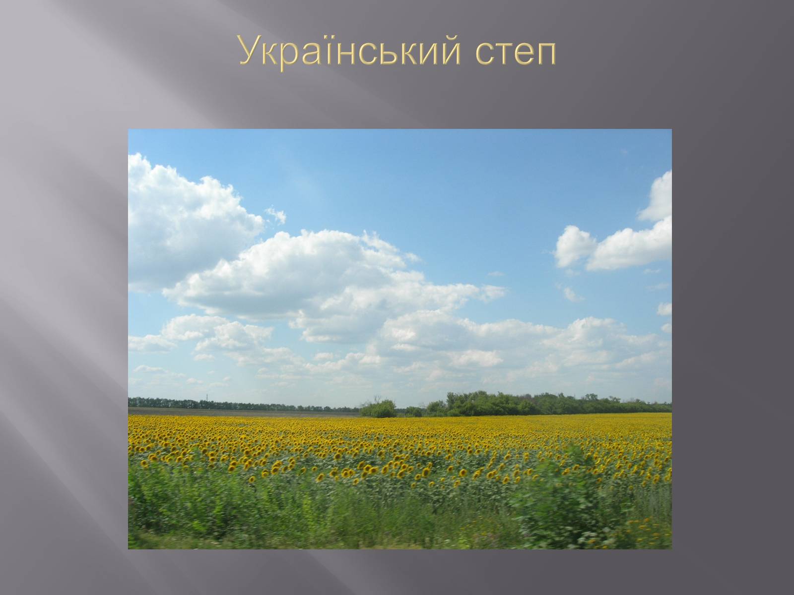 Презентація на тему «Український степ» - Слайд #1 Презентація на тему «Український степ» - Слайд #1