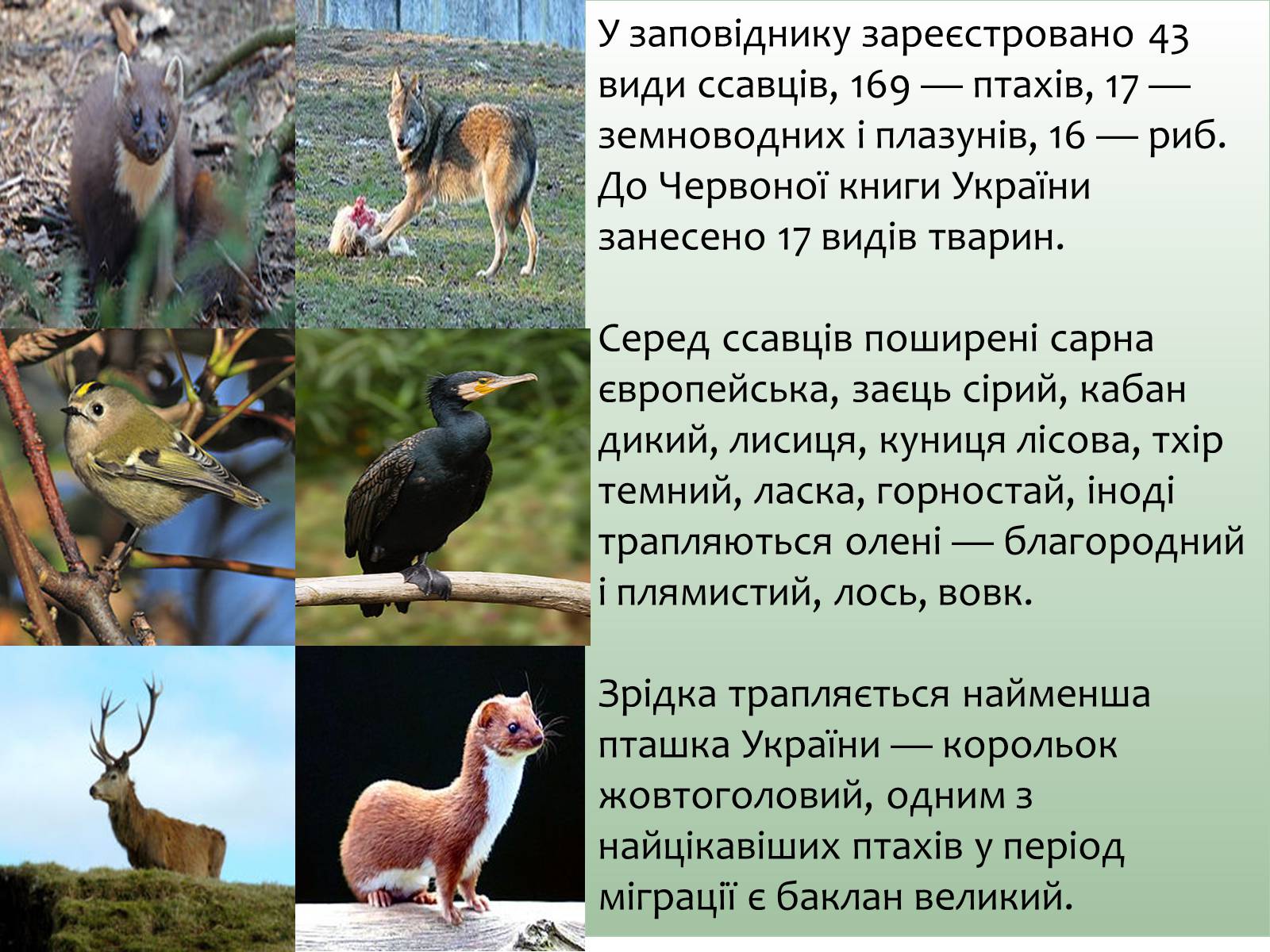 Презентація на тему «Заповідна мережа України» (варіант 6) - Слайд #20 Презентація на тему «Заповідна мережа України» (варіант 6) - Слайд #20