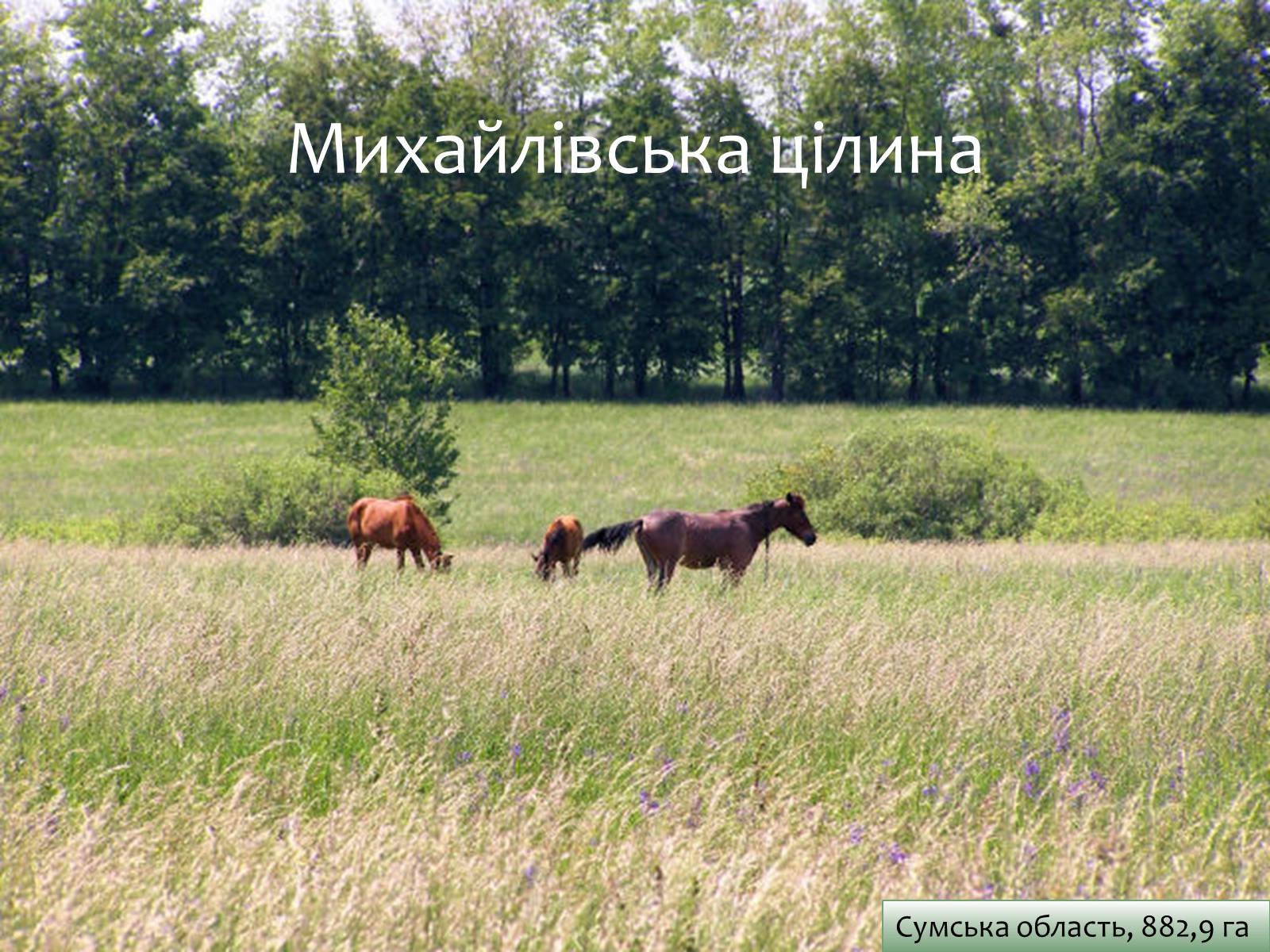 Презентація на тему «Заповідна мережа України» (варіант 6) - Слайд #26 Презентація на тему «Заповідна мережа України» (варіант 6) - Слайд #26