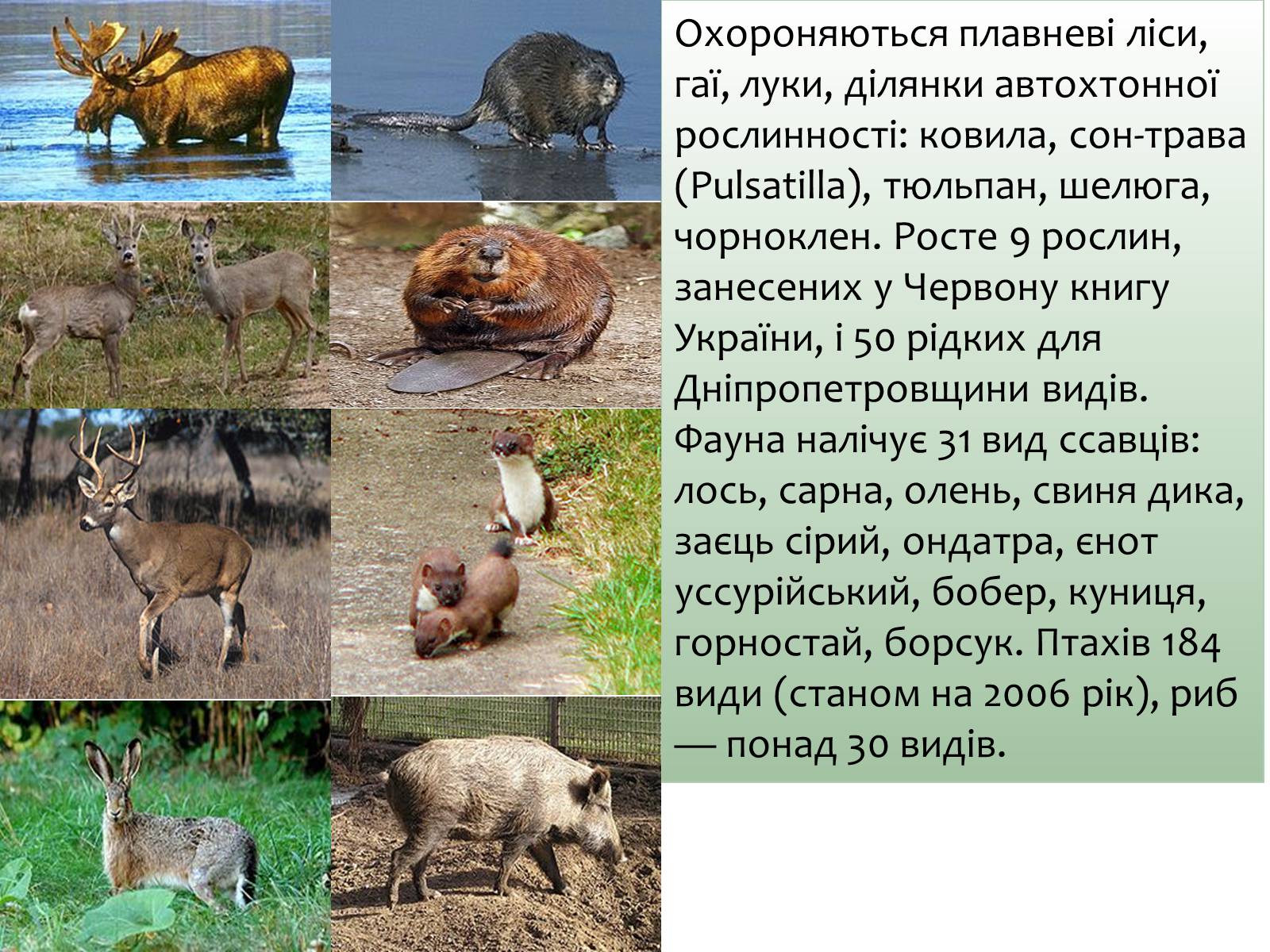 Презентація на тему «Заповідна мережа України» (варіант 6) - Слайд #7 Презентація на тему «Заповідна мережа України» (варіант 6) - Слайд #7