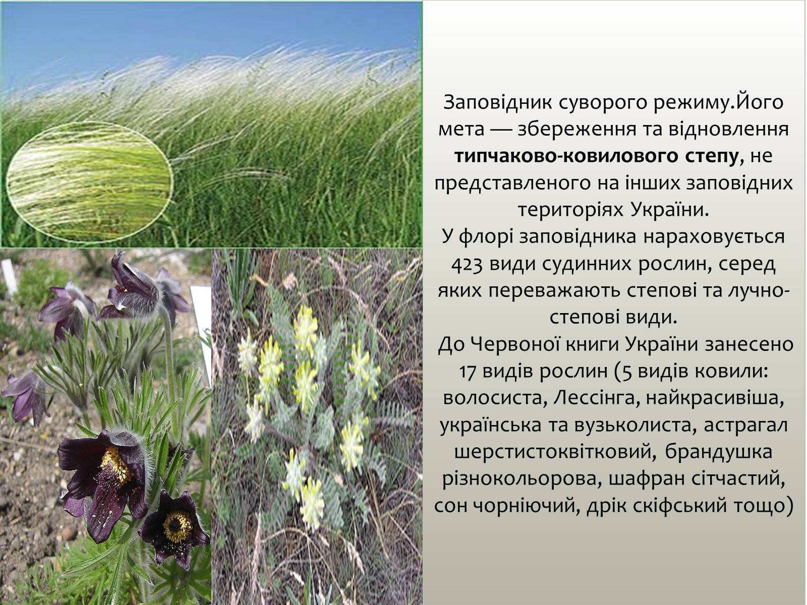 Презентація на тему «Заповідна мережа України» (варіант 6) - Слайд #9 Презентація на тему «Заповідна мережа України» (варіант 6) - Слайд #9