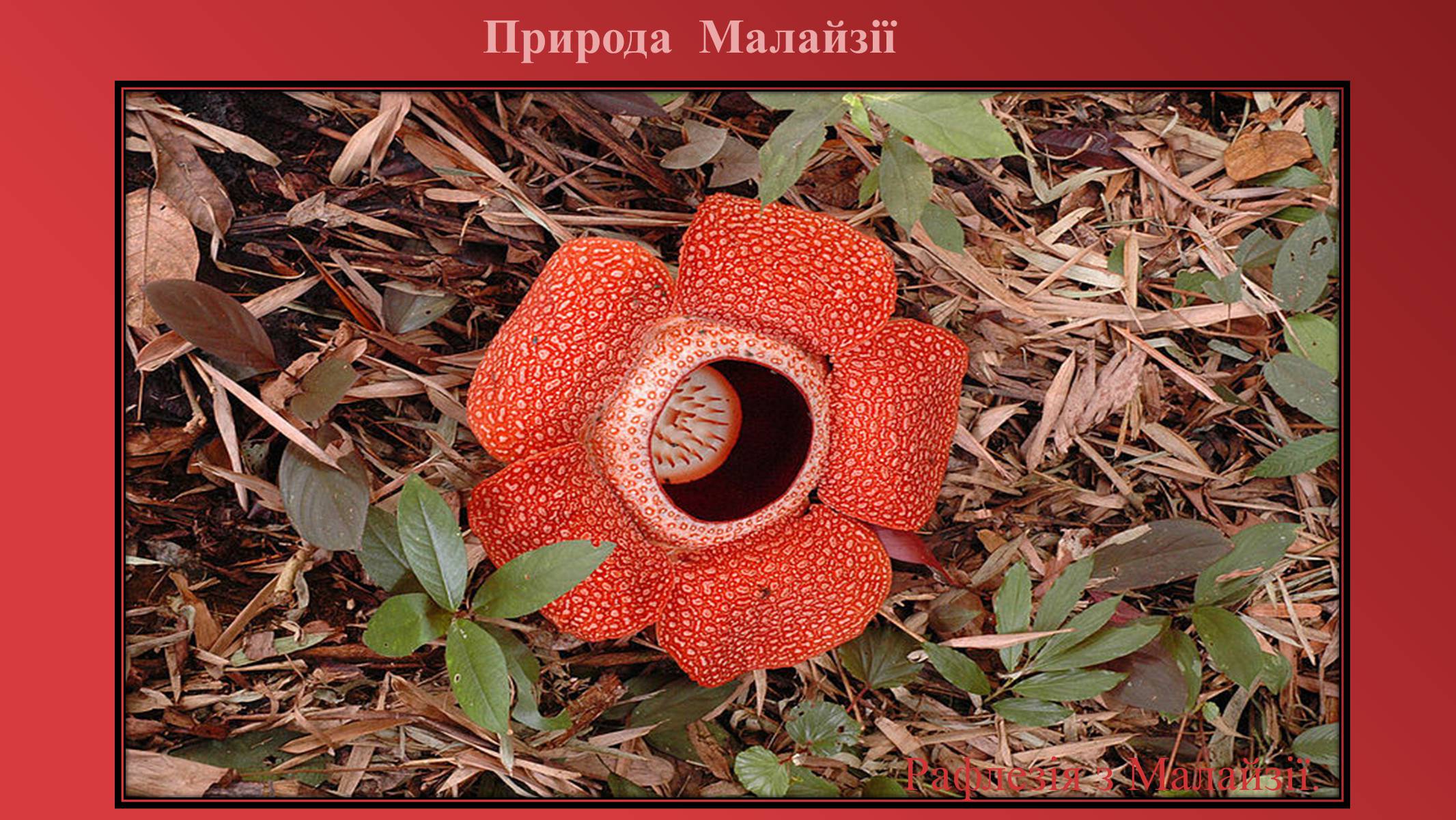 Презентація на тему «Малайзія» (варіант 1) - Слайд #13 Презентація на тему «Малайзія» (варіант 1) - Слайд #13