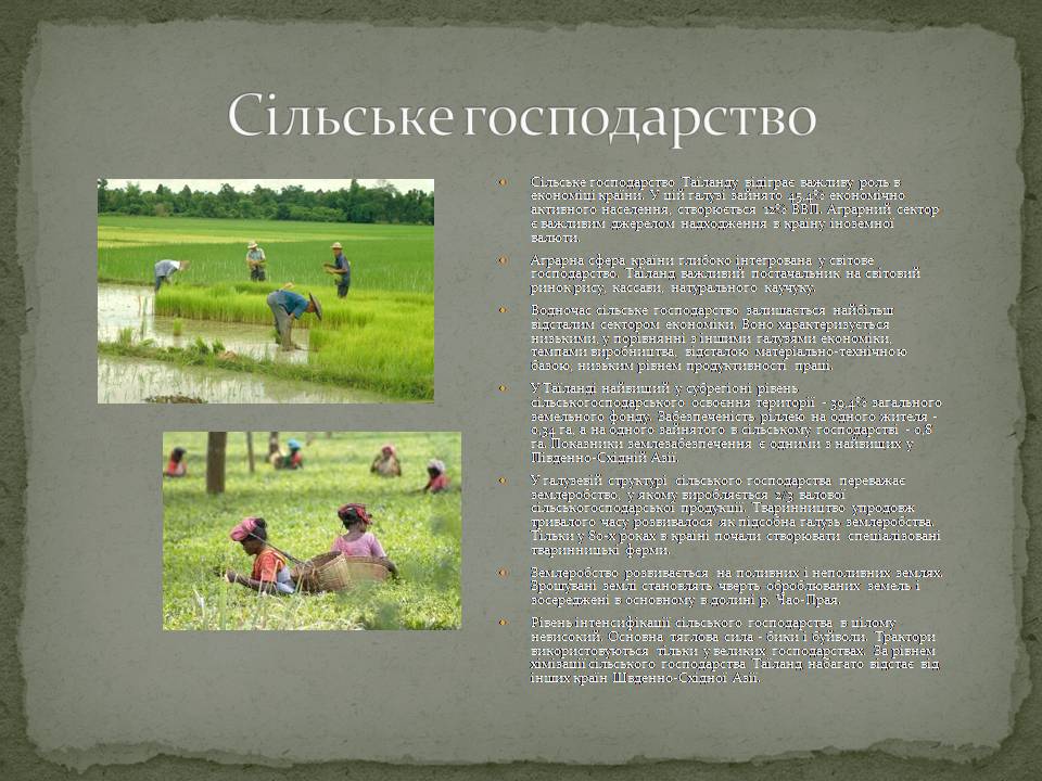 Презентація на тему «Таїланд» (варіант 3) - Слайд #7 Презентація на тему «Таїланд» (варіант 3) - Слайд #7