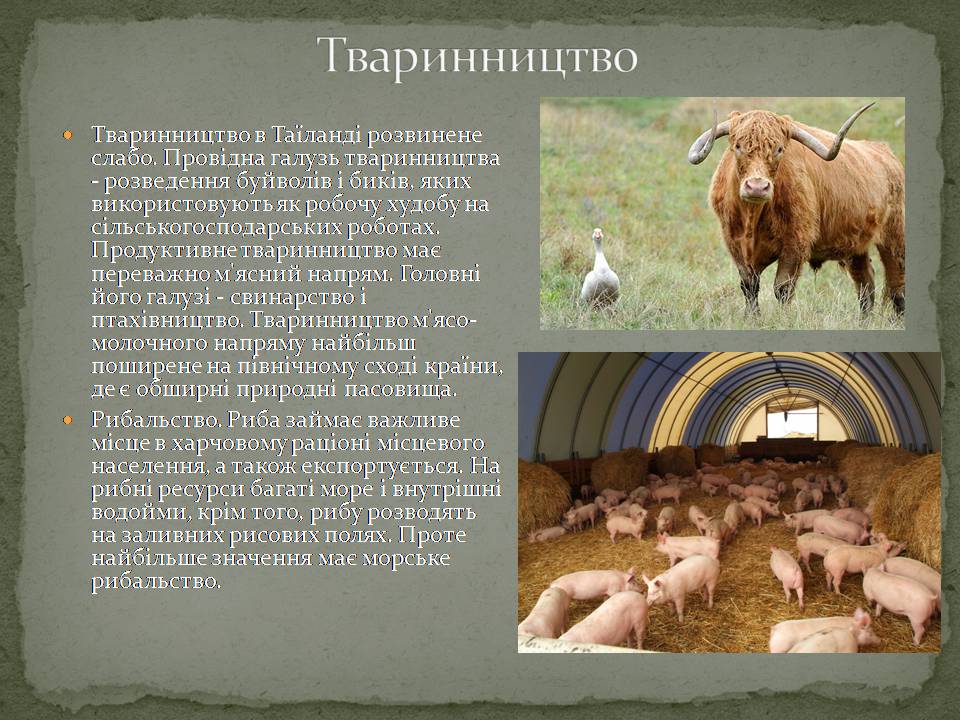 Презентація на тему «Таїланд» (варіант 3) - Слайд #9 Презентація на тему «Таїланд» (варіант 3) - Слайд #9