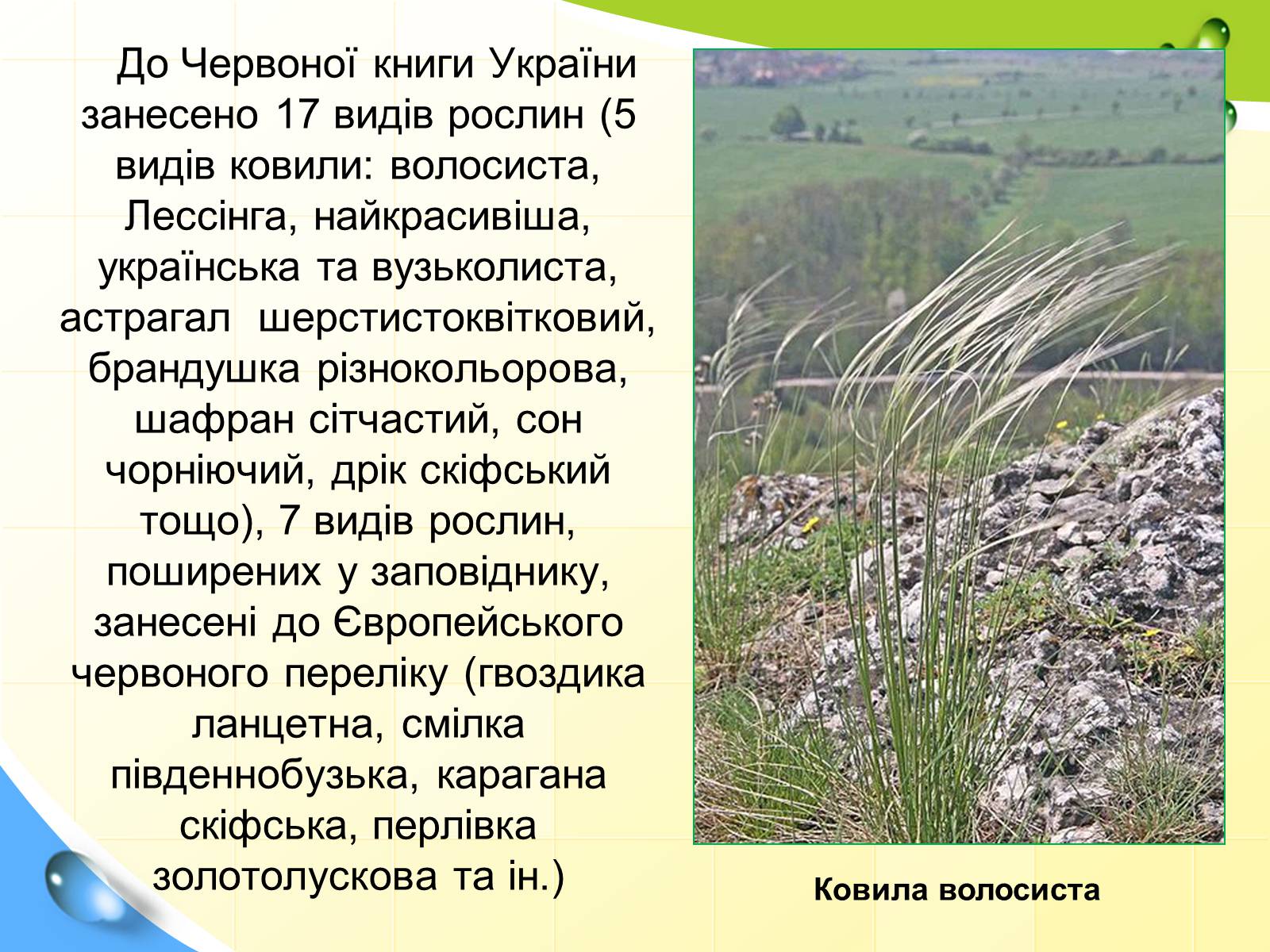 Презентація на тему «Природні заповідники України» (варіант 5) - Слайд #20 Презентація на тему «Природні заповідники України» (варіант 5) - Слайд #20