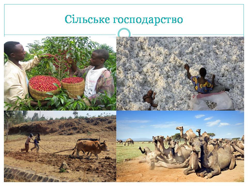 Презентація на тему «Країни Східної Африки: Ефіопія» - Слайд #20 Презентація на тему «Країни Східної Африки: Ефіопія» - Слайд #20