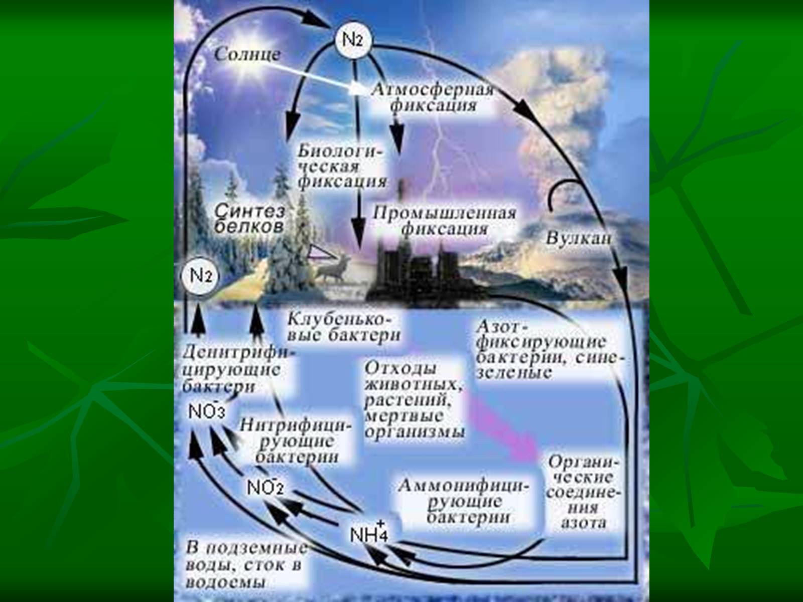 Презентація на тему «Биосфера» (варіант 1) - Слайд #10 Презентація на тему «Биосфера» (варіант 1) - Слайд #10
