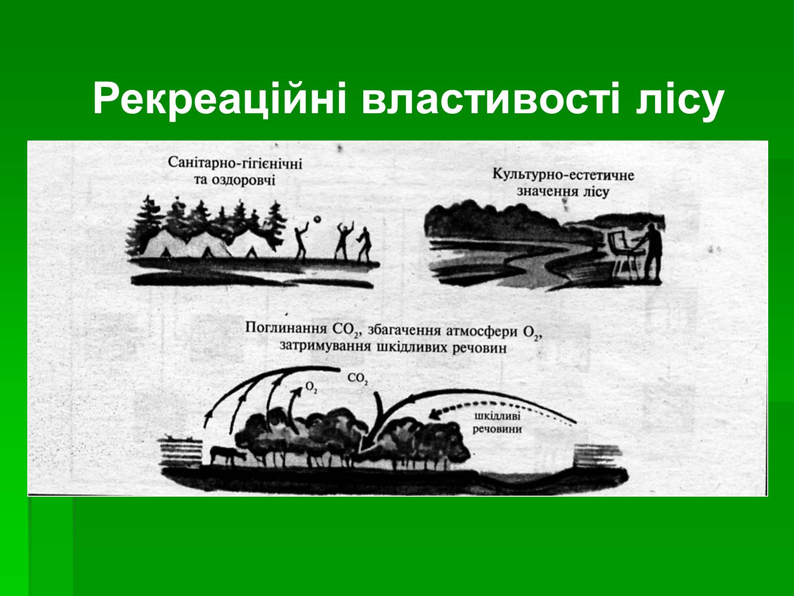 Презентація на тему «Ліс» - Слайд #10 Презентація на тему «Ліс» - Слайд #10