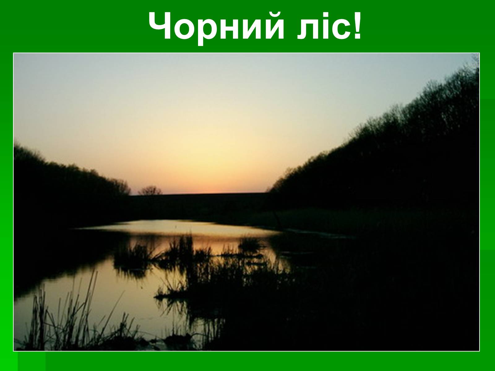 Презентація на тему «Ліс» - Слайд #12 Презентація на тему «Ліс» - Слайд #12