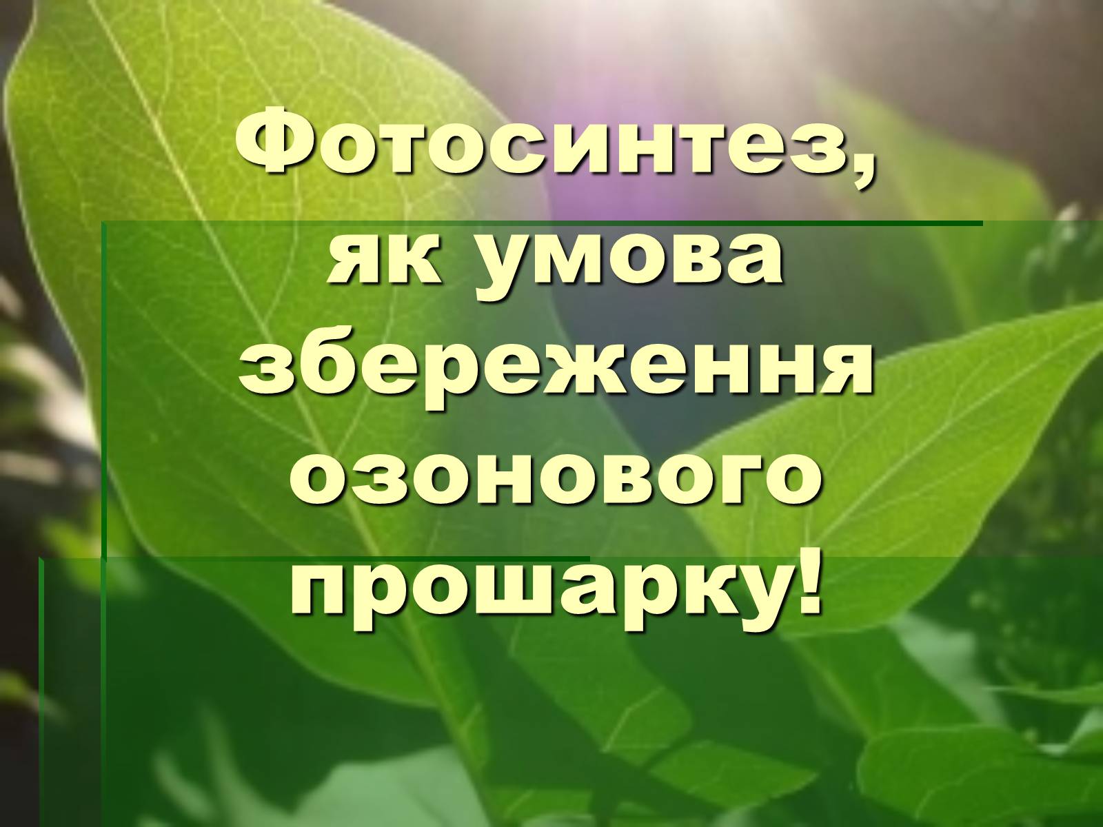 Презентація на тему «Ліс» - Слайд #13 Презентація на тему «Ліс» - Слайд #13