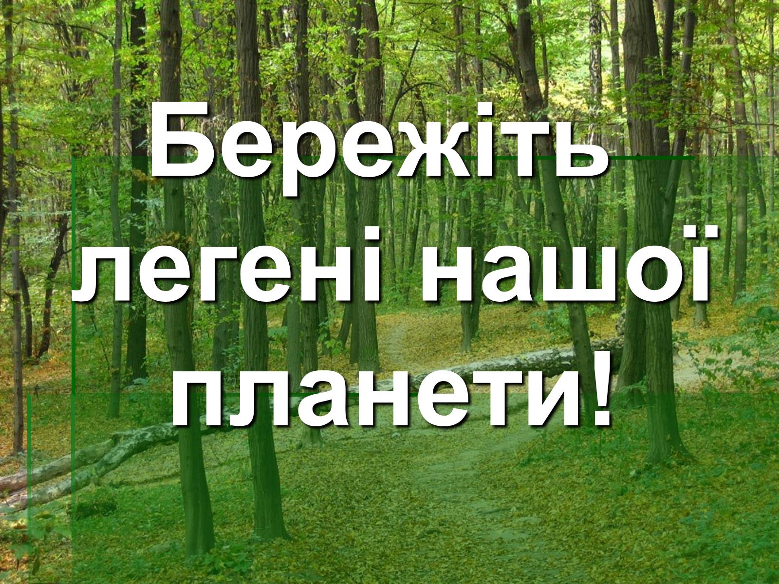 Презентація на тему «Ліс» - Слайд #20 Презентація на тему «Ліс» - Слайд #20