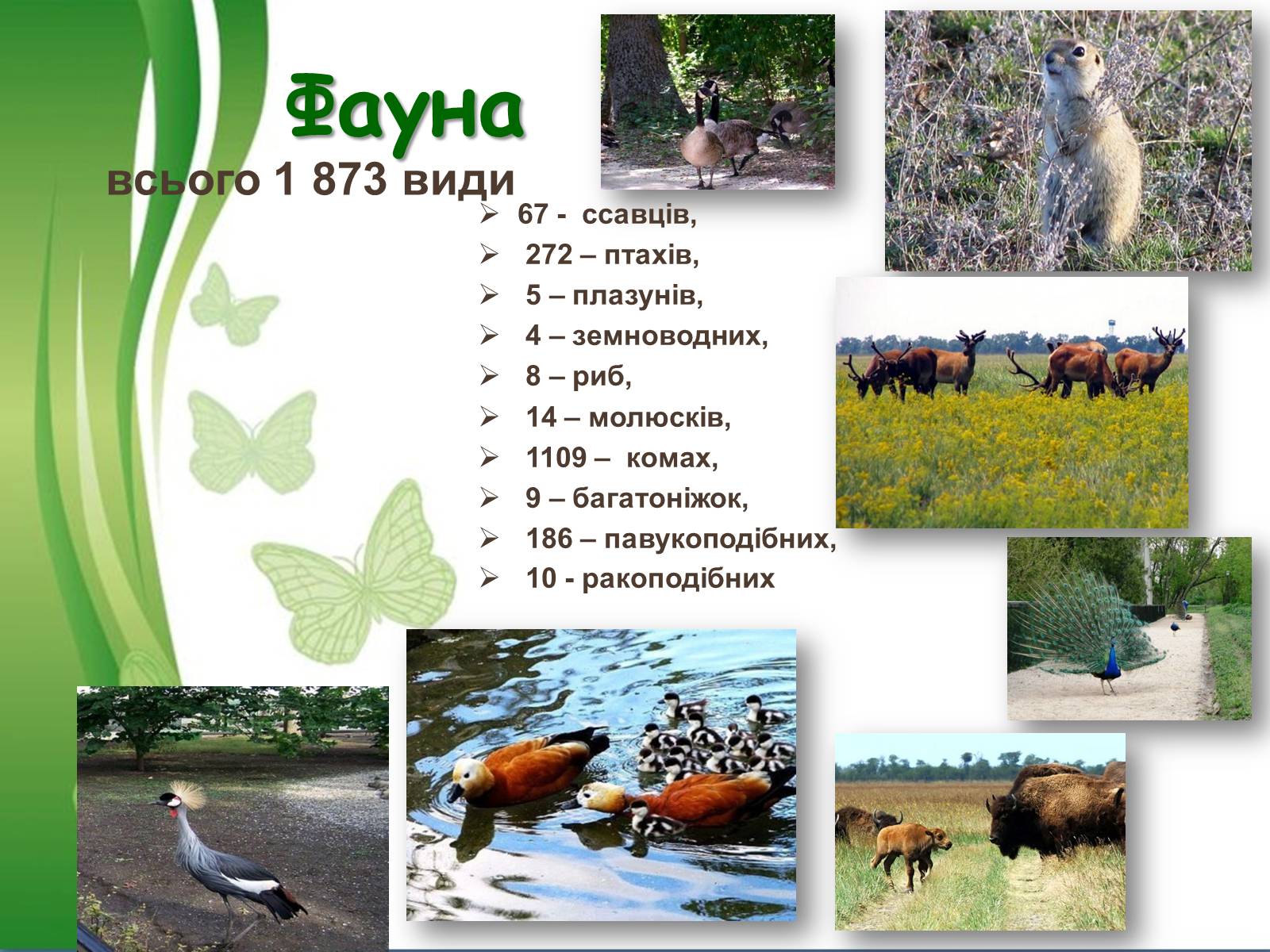 Презентація на тему «Біосферний заповідник Асканія-Нова» - Слайд #10 Презентація на тему «Біосферний заповідник Асканія-Нова» - Слайд #10