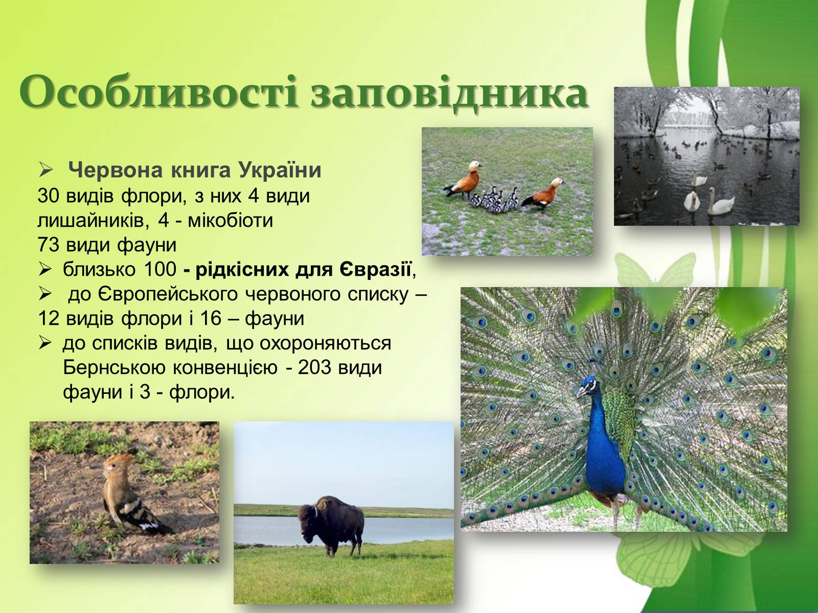 Презентація на тему «Біосферний заповідник Асканія-Нова» - Слайд #16 Презентація на тему «Біосферний заповідник Асканія-Нова» - Слайд #16