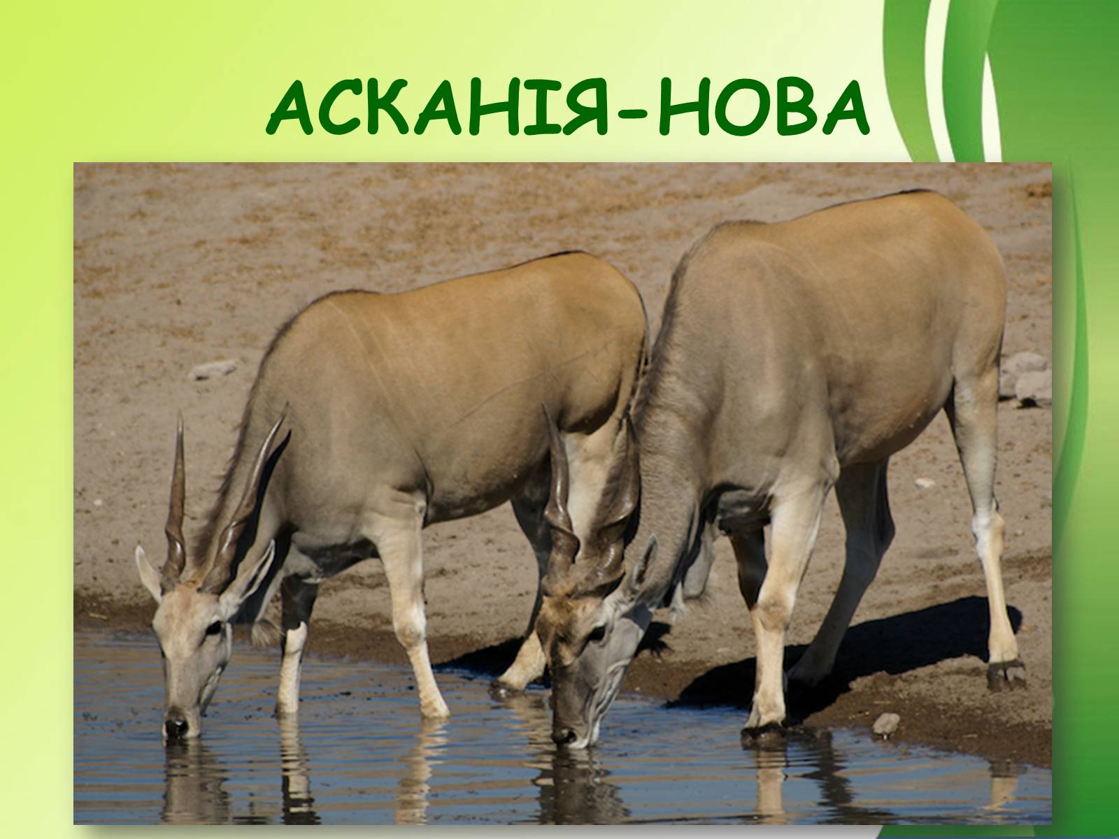 Презентація на тему «Біосферний заповідник Асканія-Нова» - Слайд #5 Презентація на тему «Біосферний заповідник Асканія-Нова» - Слайд #5