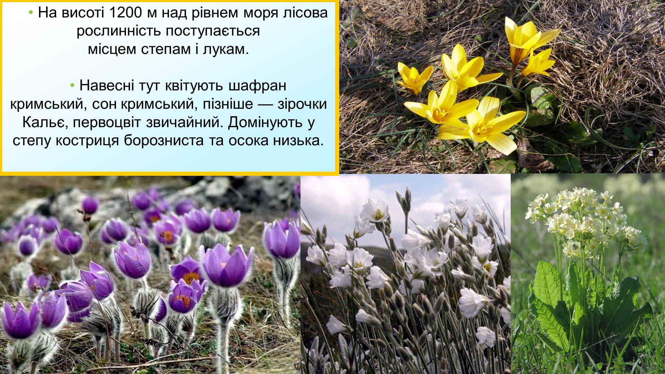 Презентація на тему «Кримський природний заповідник» - Слайд #9 Презентація на тему «Кримський природний заповідник» - Слайд #9