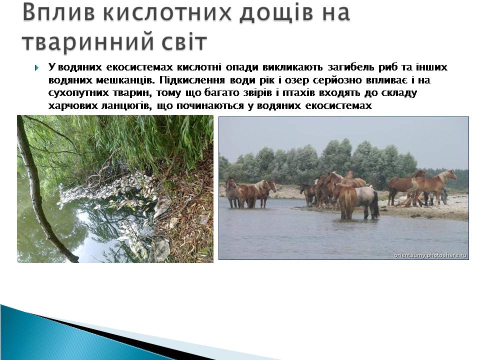Презентація на тему «Кислотні дощі» (варіант 17) - Слайд #8 Презентація на тему «Кислотні дощі» (варіант 17) - Слайд #8