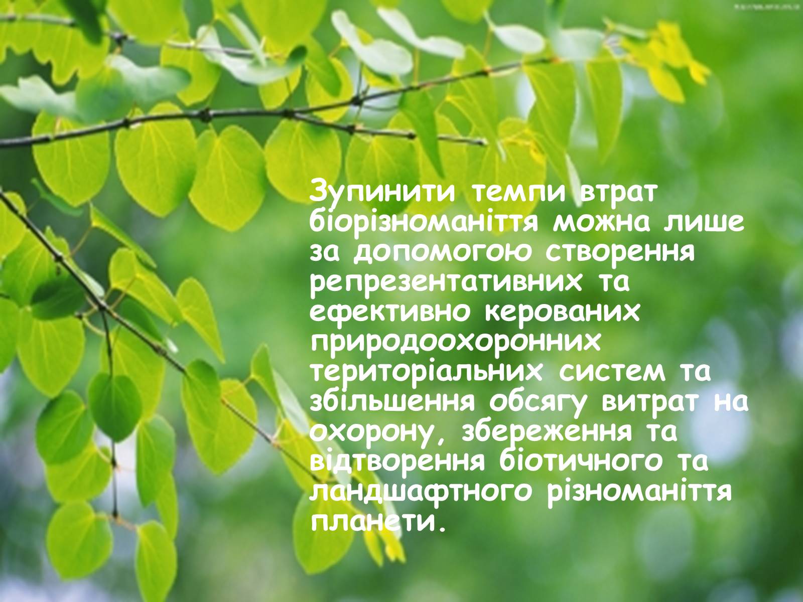 Презентація на тему «Заповідна мережа України» (варіант 4) - Слайд #15 Презентація на тему «Заповідна мережа України» (варіант 4) - Слайд #15