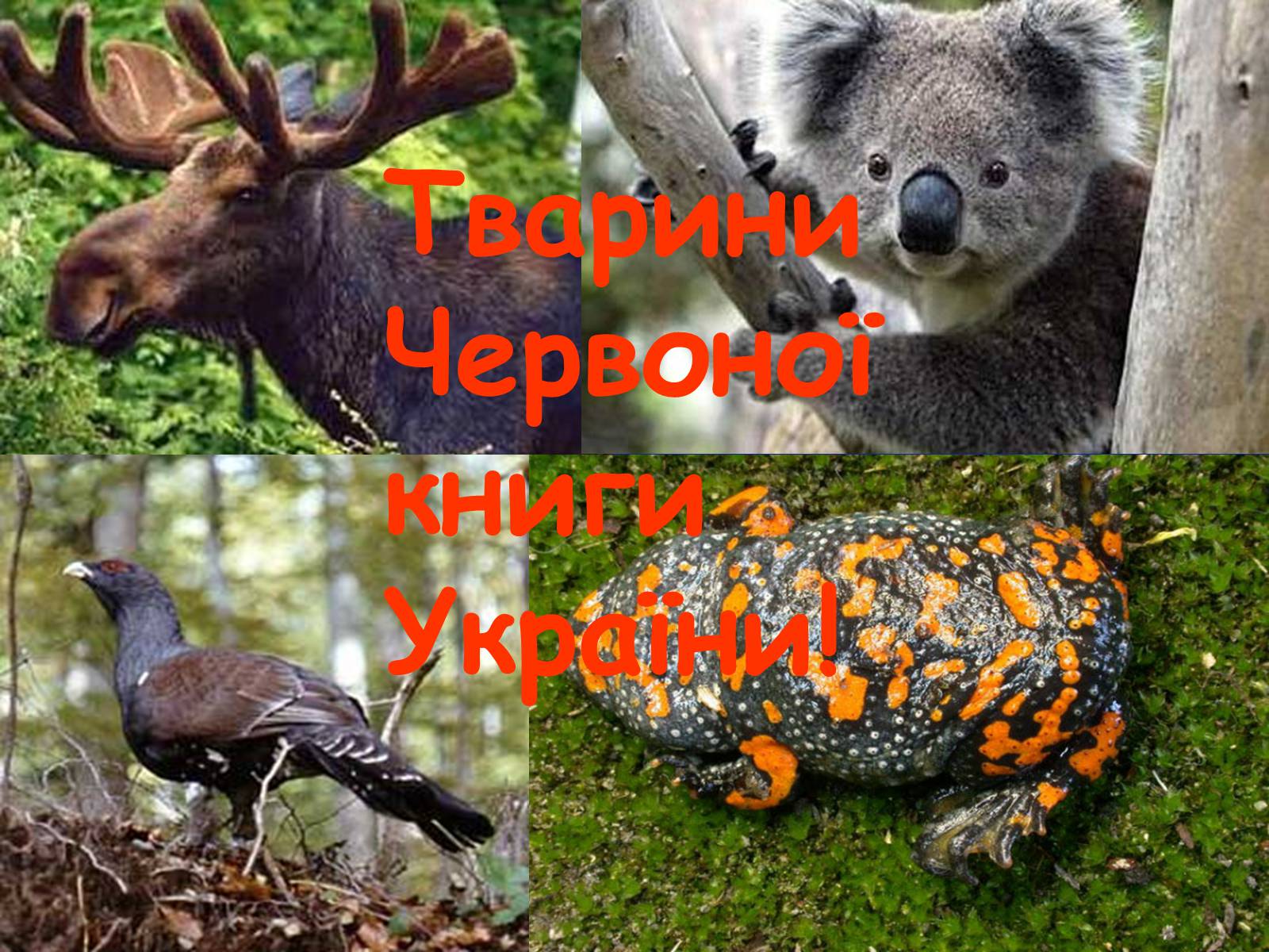 Презентація на тему «Заповідна мережа України» (варіант 4) - Слайд #18 Презентація на тему «Заповідна мережа України» (варіант 4) - Слайд #18