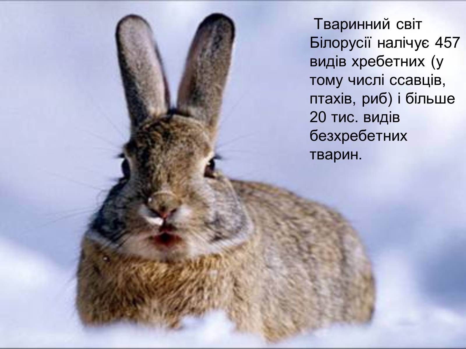 Презентація на тему «Білорусь» (варіант 6) - Слайд #10 Презентація на тему «Білорусь» (варіант 6) - Слайд #10